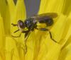 Thecophora sp.